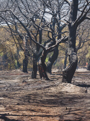 burned trees and dramatic landscape