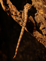 lizard on tree nature thailand