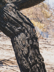 burned trees and dramatic landscape