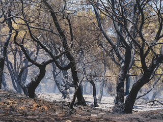 burned trees and dramatic landscape