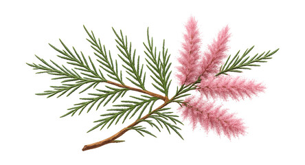Tamarisk branch with pink feathery flowers and slender green leaves