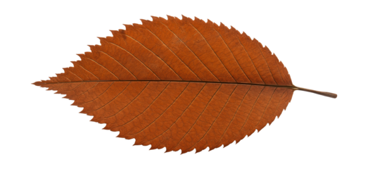 Rusty elm leaf with serrated margins and a brittle texture