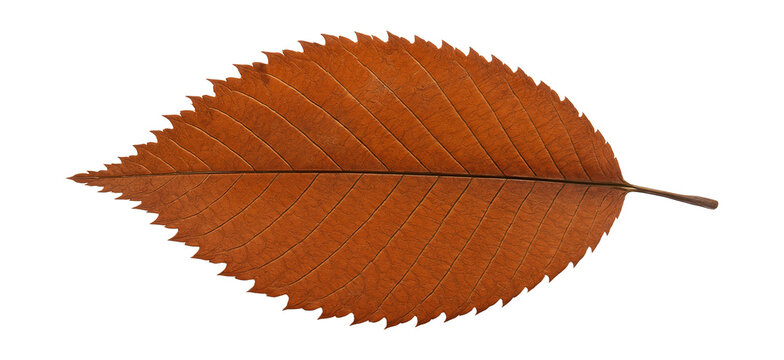 Rusty elm leaf with serrated margins and a brittle texture