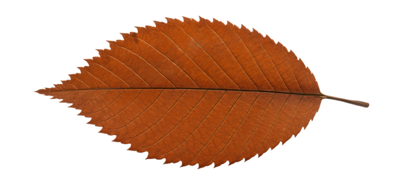 Rusty elm leaf with serrated margins and a brittle texture