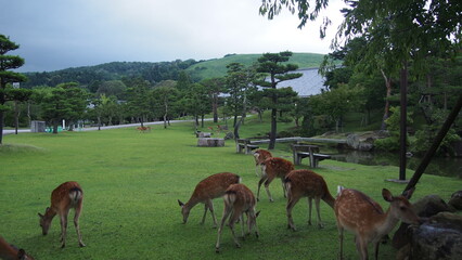 deer in the woods in japan