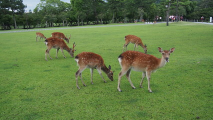 deer in the grass in japan