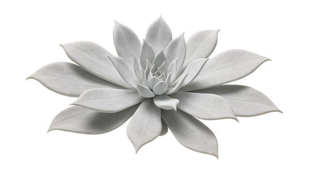 Dudleya pulverulenta with a thick, chalky coating on wide, flat leaves