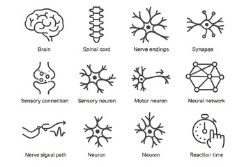Human nervous system: brain, spinal cord, synapse, neurons, neural network