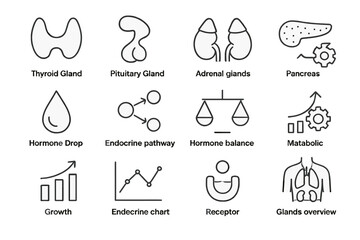 Endocrine system diagram illustrating gland functions and hormone pathways