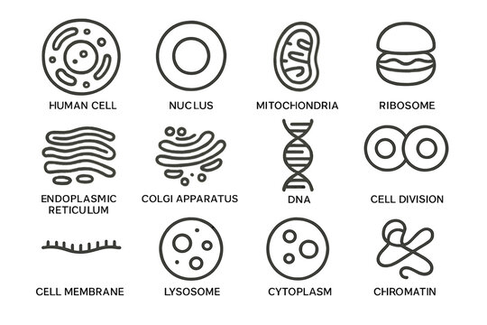 Cell structures: nucleus, mitochondria, ribosome, endoplasmic reticulum