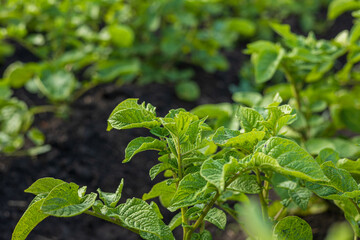 Healthy potato plants grow vigorously in fertile soil at a rural farm during warm weather. Growth...