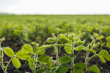Young soybean sprouts grow vibrantly in a fertile field, soaking up sunlight and showcasing the...