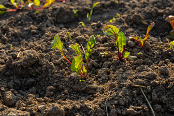 Young beet seedlings emerge from fertile soil, basking in sunlight, showcasing vibrant greens and...