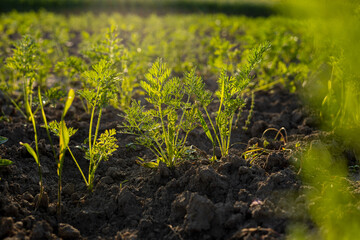In a garden, young carrot plants emerge from the rich brown soil, basking in warm sunlight during a...