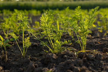 Fresh green carrot plants thrive in rich soil, basking in the warm glow of late afternoon sunlight in a well-kept garden