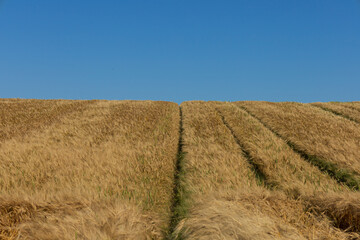 Expansive wheat field stretches across the landscape beneath a vivid blue sky, showcasing the...