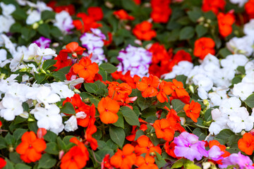 Multicolored Impatiens balsamina flowers in a park flower bed
