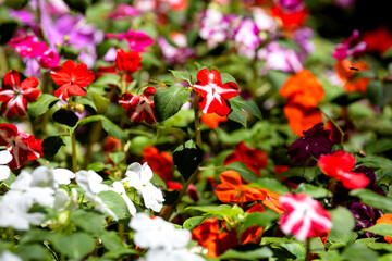 Multicolored Impatiens balsamina flowers in a park flower bed

