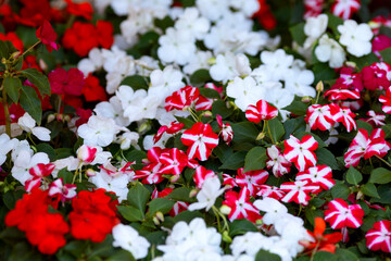 Multicolored Impatiens balsamina flowers in a park flower bed
