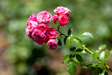 group of pink rose in the garden, the background is natural