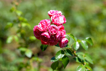 group of pink rose in the garden, the background is natural