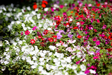 Multicolored Impatiens balsamina flowers in a park flower bed
