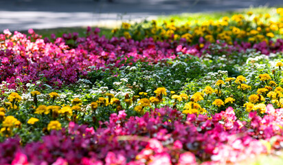 Begonia semperflorens flowers in a flowerbed