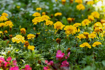 yellow Tagetes flowers in the garden 