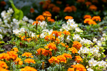 yellow Tagetes flowers in the garden 
