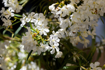 White oleander flowers in the park
