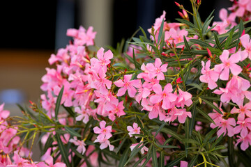 Bright pink oleander flowers in the park
