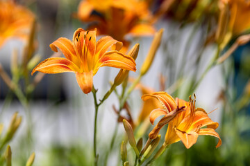 Bright, orange Hemerocallis flowers in a blurred garden background
