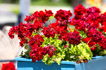 Nice Pelargonium flowers growing in garden