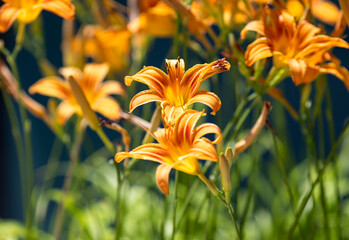 Bright, orange Hemerocallis flowers in a blurred garden background

