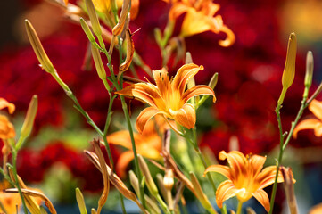 Bright, orange Hemerocallis flowers in a blurred garden background
