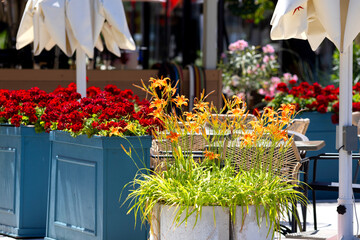Decoration of outdoor cafe with daylilies and geraniums in Varna (Bulgaria)
