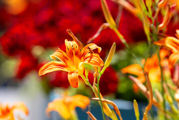 Bright, orange Hemerocallis flowers in a blurred garden background

