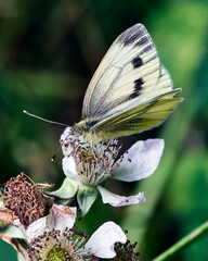 small white butterfly macro