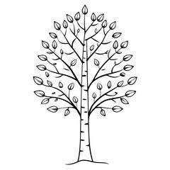 Birch vector tree OUTLINE