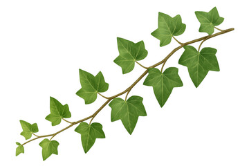 Verdant ivy branch sprawling with lush foliage, cleanly cut from background, ideal for botanical graphic projects