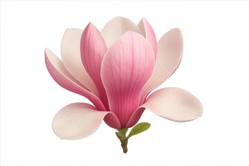 Fototapeta premium Blooming pink magnolia flower, isolated against a transparent background, capturing the essence of spring and adding elegance to designs