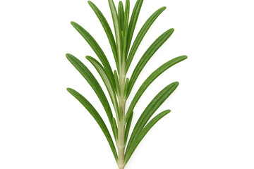 Obraz premium Close-up of a vibrant rosemary sprig, isolated on a transparent background, ready for use in culinary or design projects