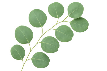 Eucalyptus branch with round green leaves isolated on transparent background, perfect for nature-themed designs