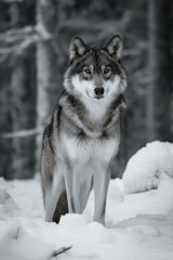 Naklejka premium Wolf in Snowy Forest: Monochrome