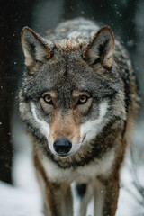 Obraz premium Wolf in Snowy Forest Winter Wonderland Scene Wild Animal in Cold Environment