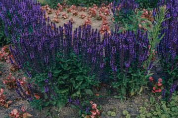 Beautiful purple blue Salvia flowers blooming in the daytime in city park, close-up, nature background.
