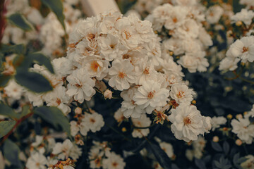 Beautiful white climbing rose bunch with many rose flower heads in blossom, growing in public park, close-up.