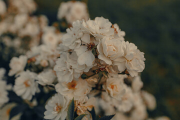 Beautiful white climbing rose bunch with many rose flower heads in blossom, growing in public park, close-up.