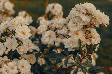 Beautiful white climbing rose bunch with many rose flower heads in blossom, growing in public park, close-up.