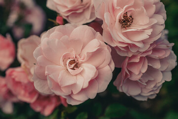 Light pink rose flower heads in the summer garden close-up in public park